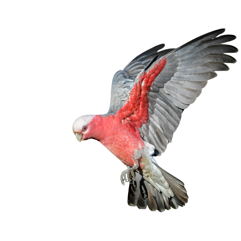 Galah bird