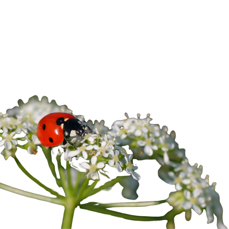 Ladybug on white flowers